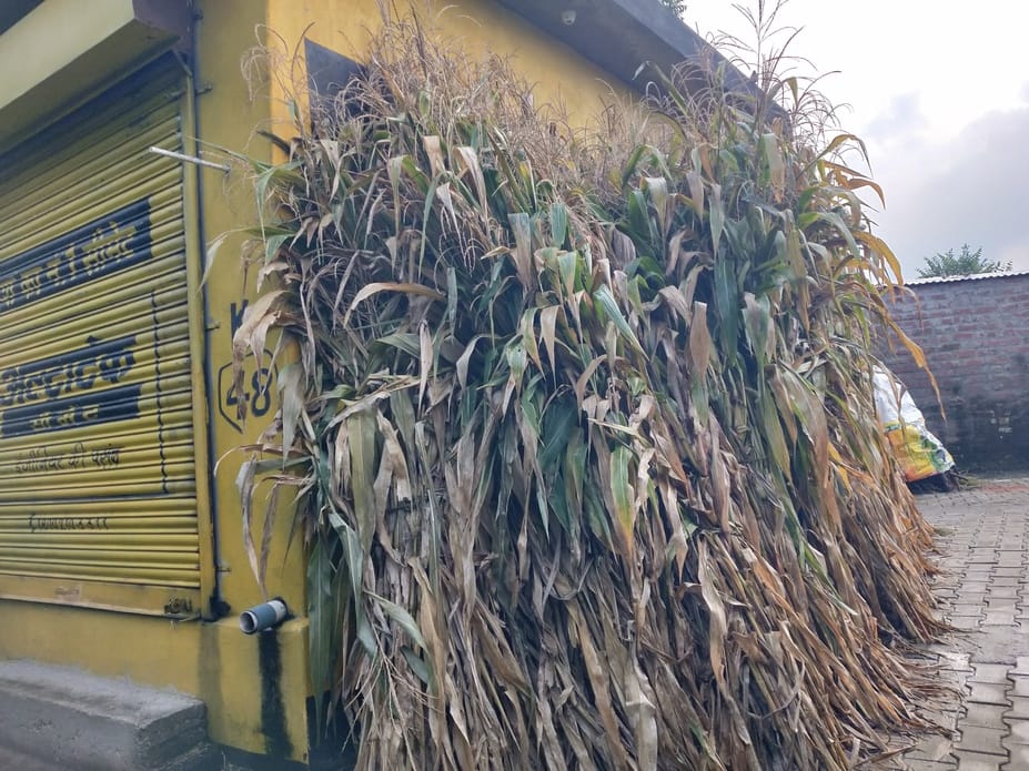 The maize crop harvested and kept in the fields was destroyed