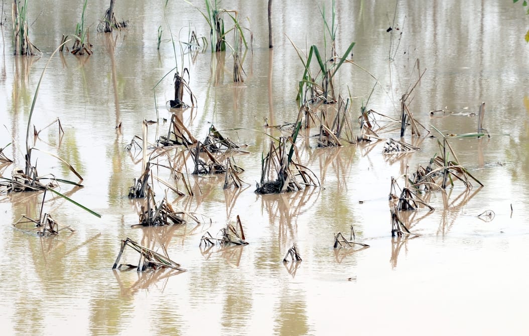 Flood: Thousands of acres of crops destroyed from Balawali to Jalilpur