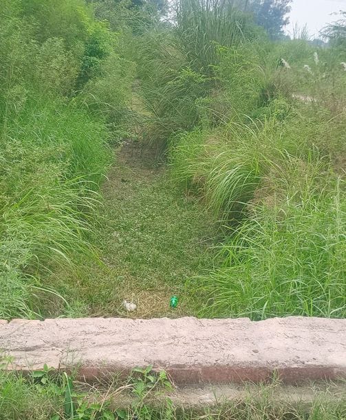 The canal is full of water, yet the minors and Rajbaha are dry.