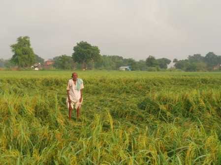 mainpuri news rain crop damaged