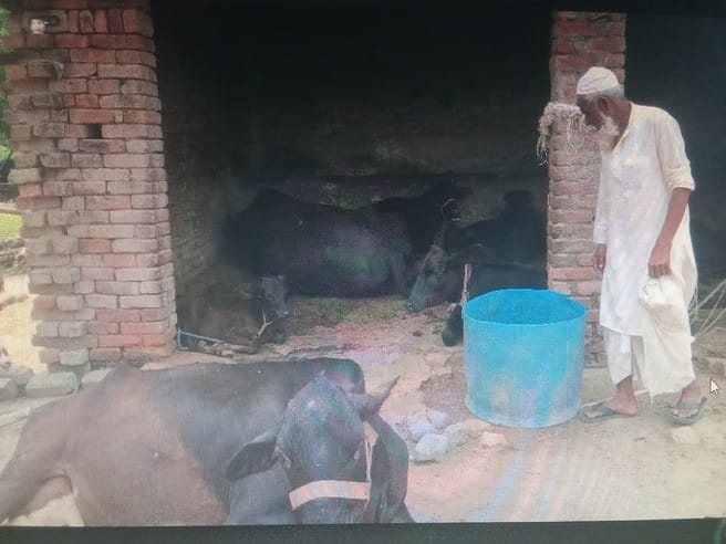 Animals suffer from foot and mouth disease after Yamuna floods