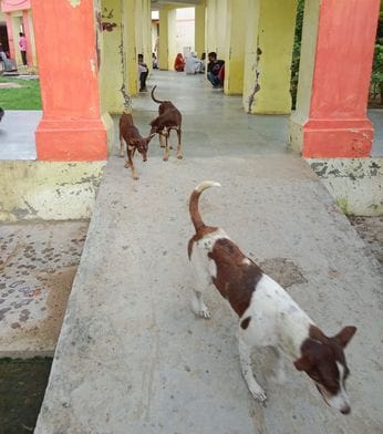 Fear of dogs from ward to OPD in district hospital, patients upset
