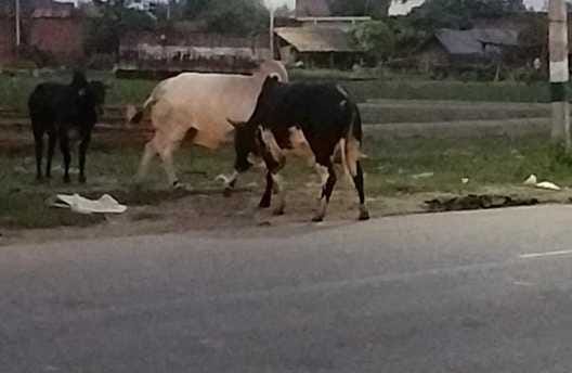 Mother and son riding a bike injured in bullfight
