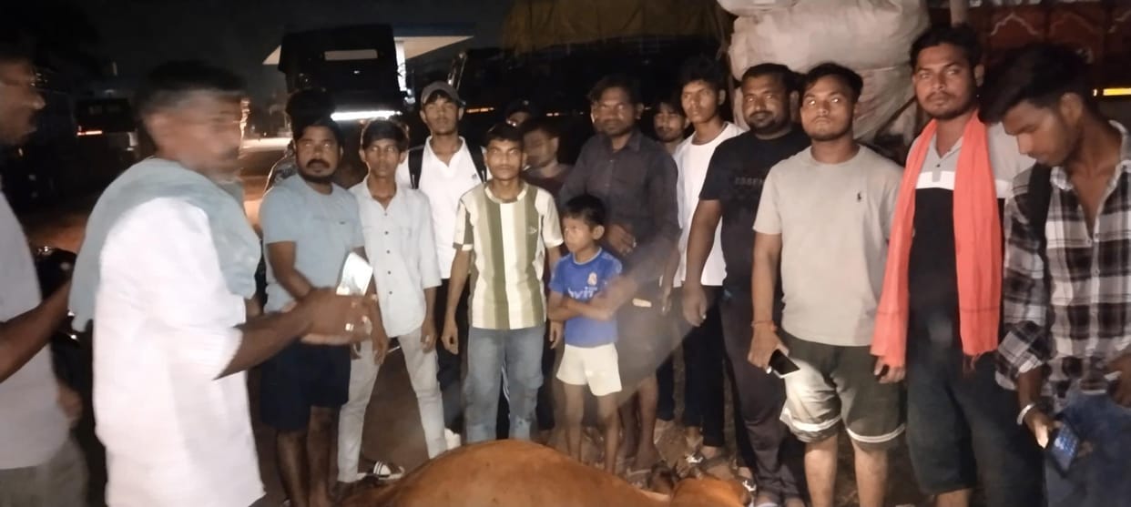 A cow dies after being hit by a meat factory bus, sparking uproar