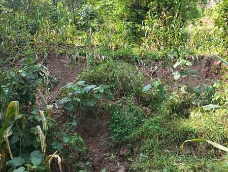 Nauni-Bharadighat four lane: Drain water in the fields, 3 bigha maize crop destroyed
