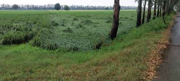 The heavy storm accompanied by rain increased the worries of the farmers, the crops were destroyed.