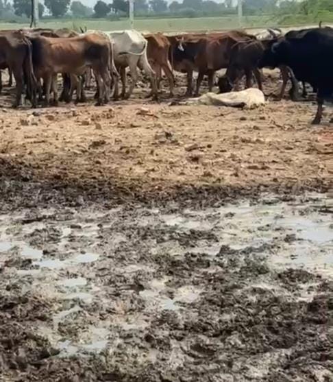 Villagers entered the cowshed and saw the plight of the cattle