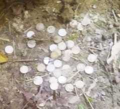 Suspect caught spending five-rupee coins, large quantity of coins found buried in field