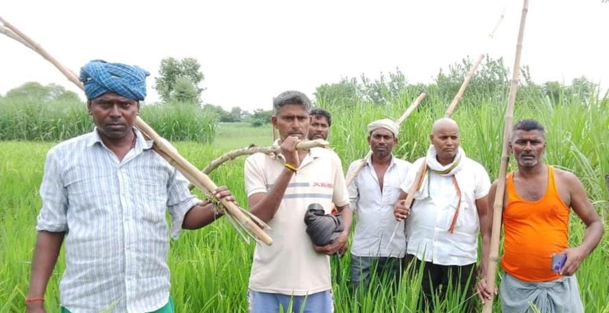 Wolves are eluding the forest department between marshland and sugarcane.
