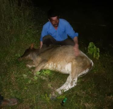 Three cows found unconscious in the forest