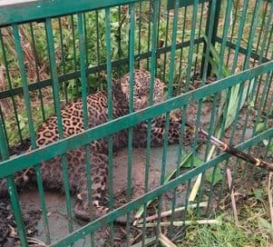 Two leopards were caught in the Kaudia and Sahanpur forest ranges.