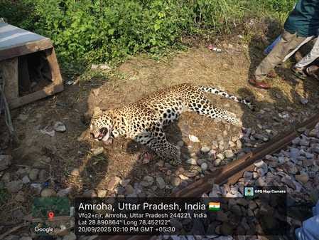 Leopard dies after being hit by a train