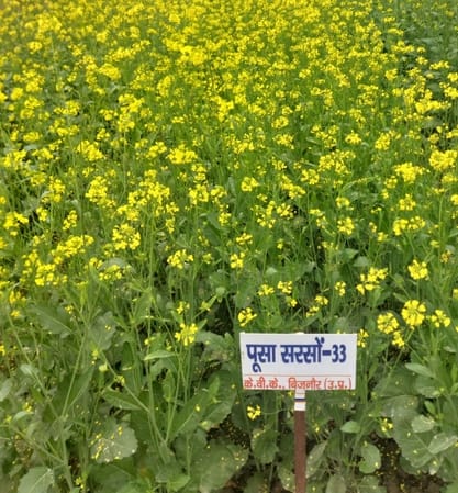 Pusa 33 new variety of mustard will improve economic and health