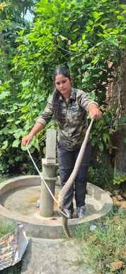 A rare species of snake was caught and released into the forest