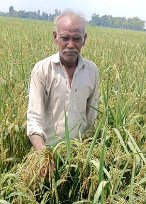 Kandua attacks paddy plants, farmers worried