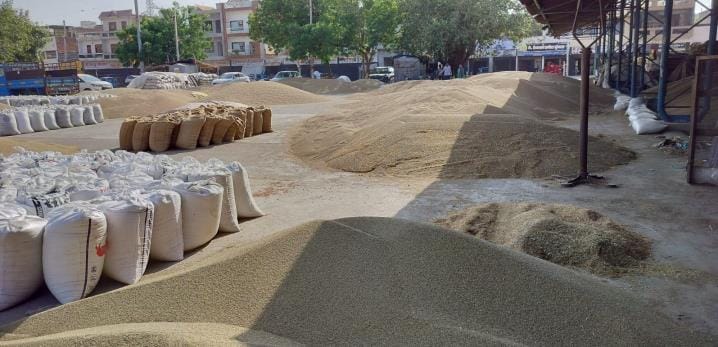 First the weather hit, now the millet crop is lying in the open due to lack of government procurement, farmers are helpless.