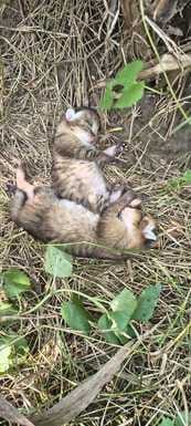 Wild animal cubs found in the field
