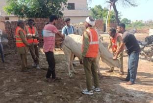 Despite the district administration's ban on cow grass, six cows died after being fed fried food on Shraddha Amavasya.