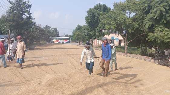 Government procurement of PR paddy will start from today at 22 centres including 7 mandis.