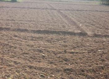 Kasganj: Early potato crop lagging behind waiting for rain