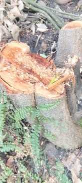Illegal felling of trees is happening on a large scale in Naganoli.