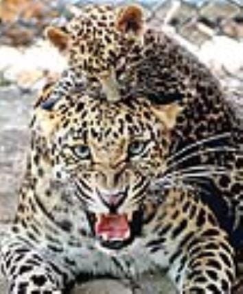 Leopards raise villagers' concerns as they kill cattle