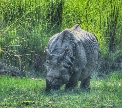 The rhinos are enjoying the climate of Dudhwa National Park.