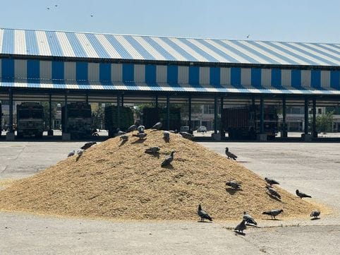 500 quintals of PR paddy arrived in the market, but no government procurement took place.