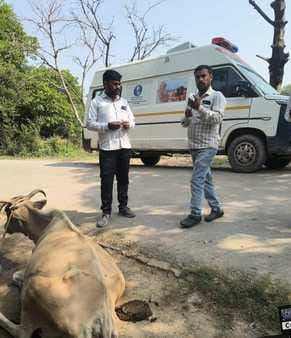 Animals trapped in floods, suffering from foot and mouth disease