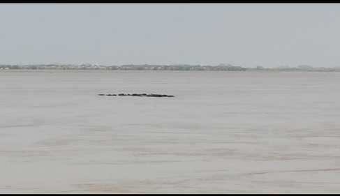 Cattle swept away in the strong current of the Ganga, search carried out by steamer