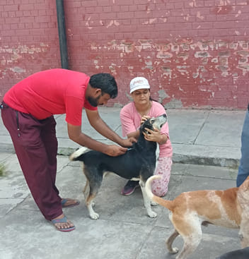50 dogs on NIT campus were administered anti-rabies vaccine.