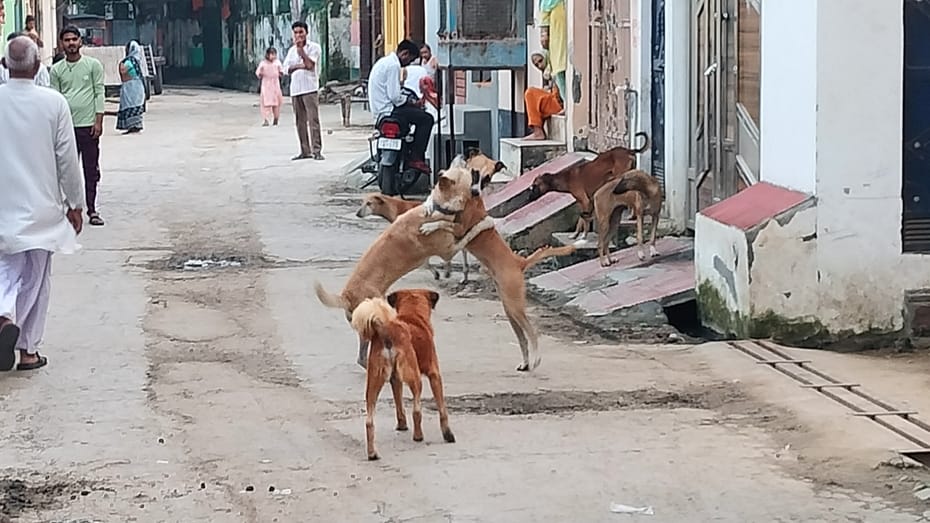 An innocent child playing outside the house was attacked by dogs.
