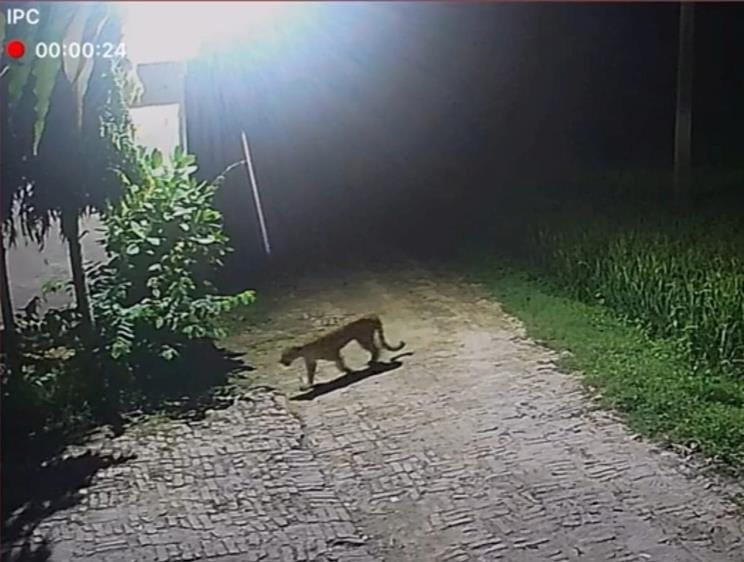 Leopard enters farmer's house in Maheti village, captured on CCTV