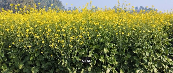 Whether it's drought or frost, mustard yields will be high.