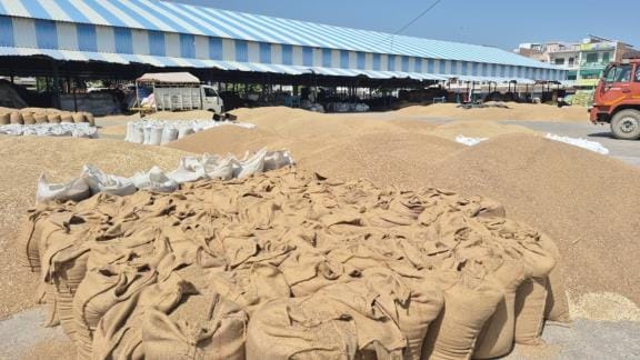 Despite the scheduled government procurement of millet, farmers are forced to sell at private bids.