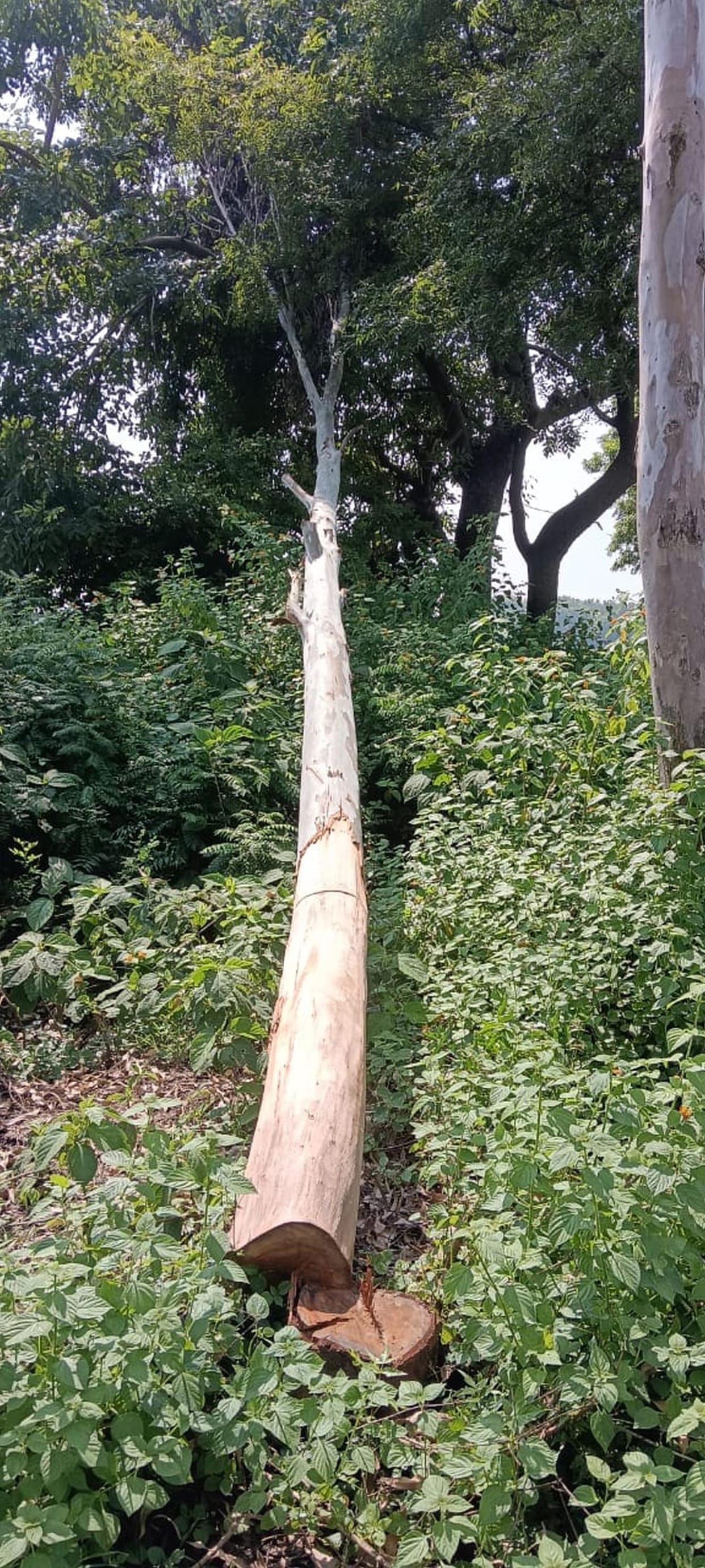 Despite gangster action, illegal logging continues in the forest