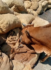 Thousands of apple bags were lying on the roadside.