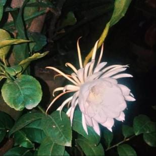 Rare Brahma Kamal blooms in the courtyard of nature lover Kailash Chandra