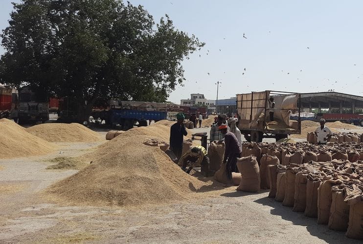 Farmers arrived at the markets with paddy, but it was not sold due to high moisture content.