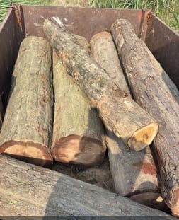 Trolley loaded with teak wood seized, case filed against four