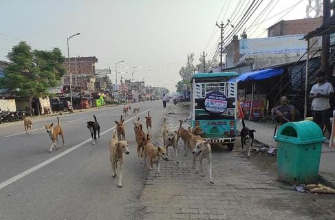 Dogs terrorize, dozens of people are left bleeding after being bitten.