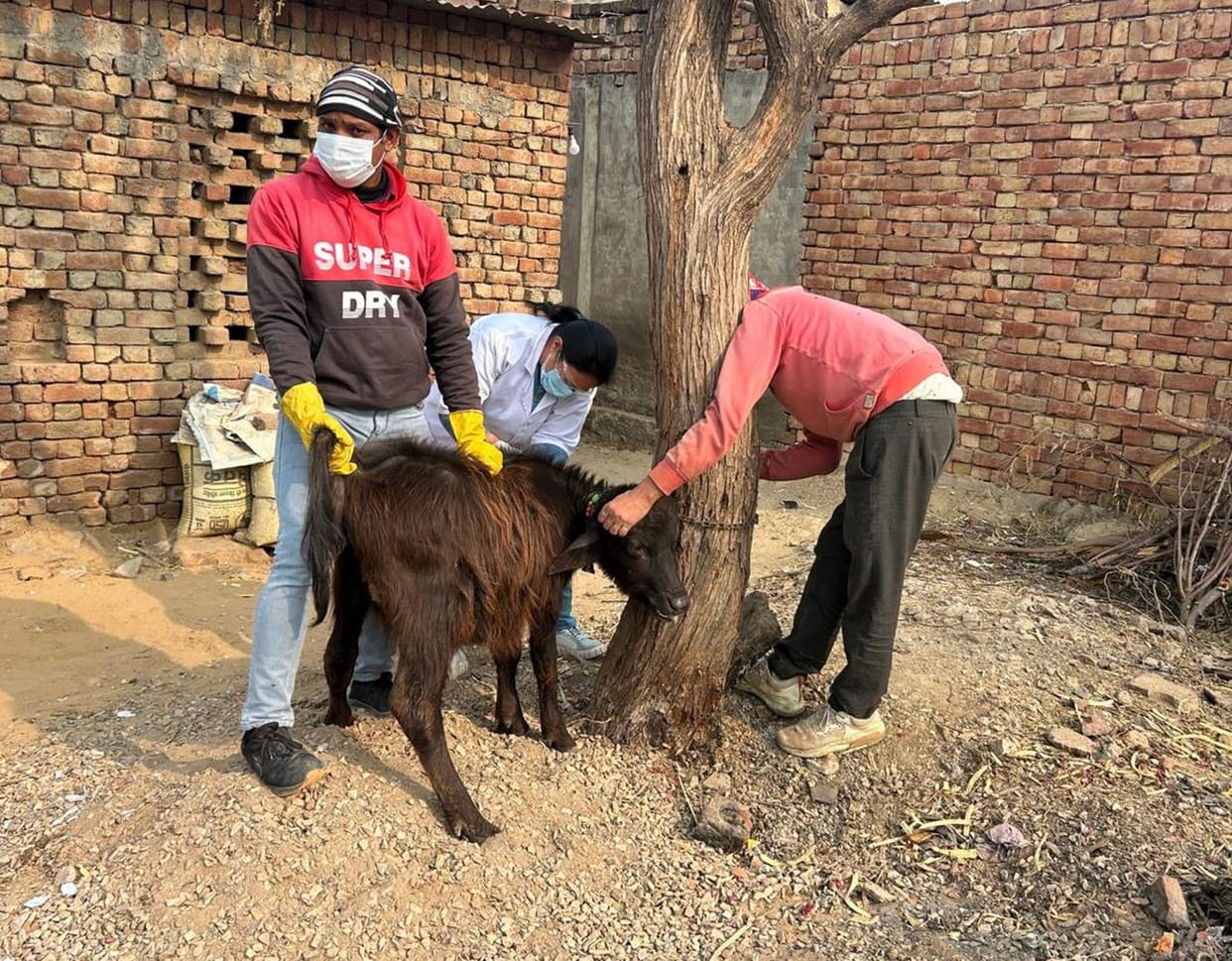 3000 cow and buffalo calves will be vaccinated