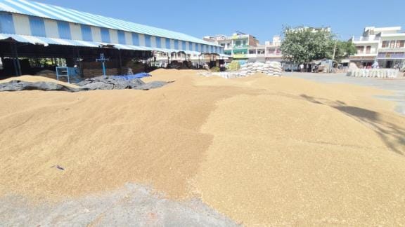 The impact of the weather has increased the farmers' anxiety, as millet is not meeting the purchasing standards.