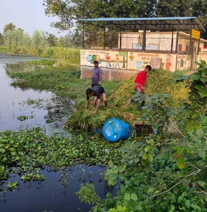 बाढ़ के पानी से खराब हो रही फसल को निकालते ग्रामीण।