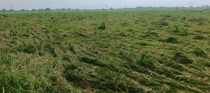 फोटो-25एयूआरपी 01- हरचंदपुर में गिरी पड़ी धान की फसल। संवाद