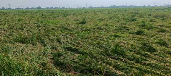 If it rains now, it could be detrimental to the paddy crop.