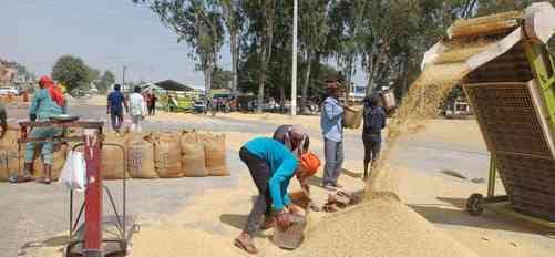 Paddy arrival in the markets picks up, 3122 metric tonnes procured