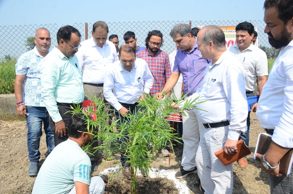 Bamboo cultivation will strengthen the enterprises associated with it