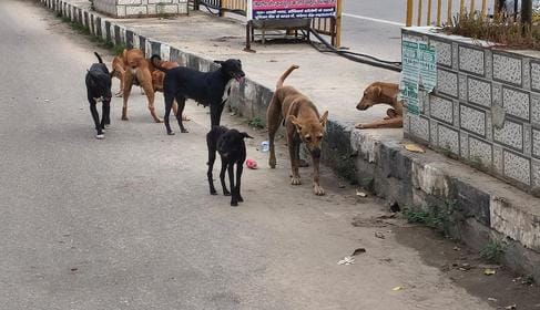 Dogs are becoming aggressive... be cautious even in the streets