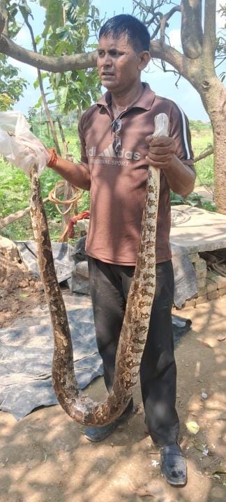 python entered the house